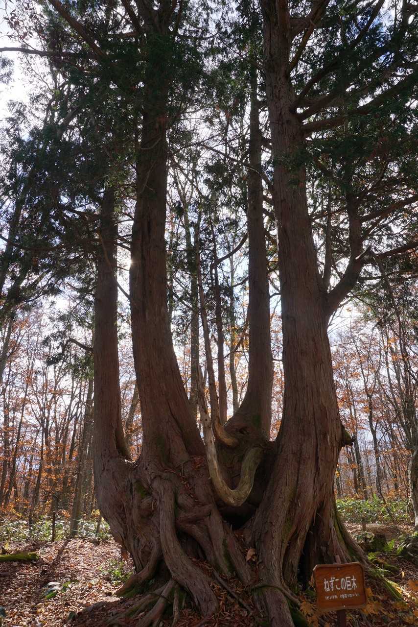 ネズコの巨木
樹齢200年以上