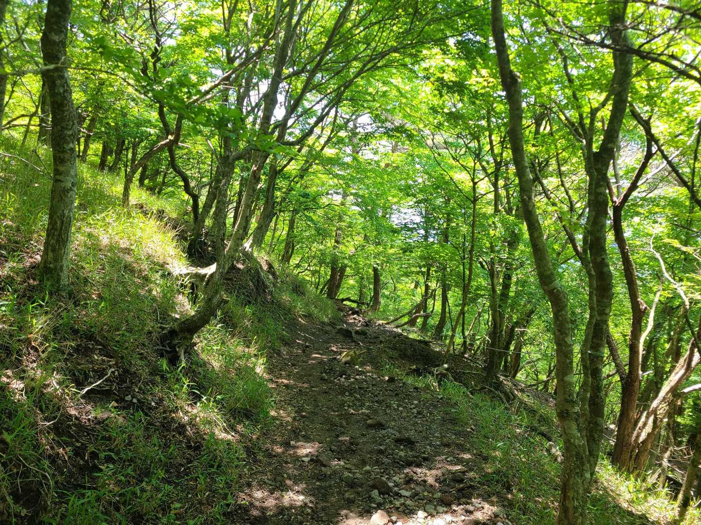木々を抜ける風が気持ち良い🍃