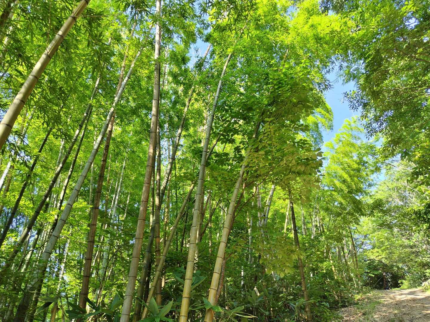 竹林を見上げながら歩く