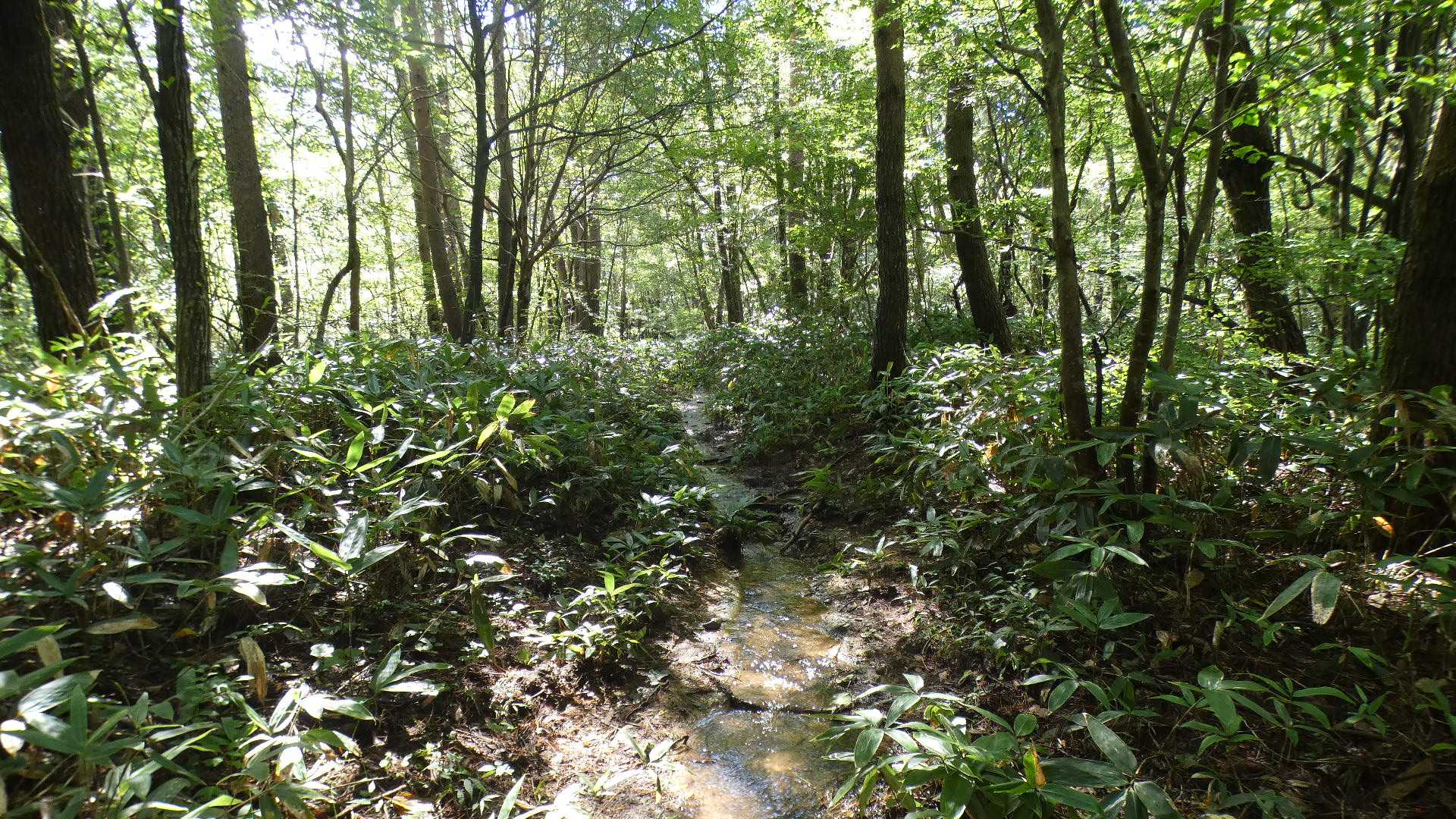きれいな清流　ではなく、登山道が川になっている。
この区間、数十ｍ続く。