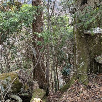 サルノコシカケ