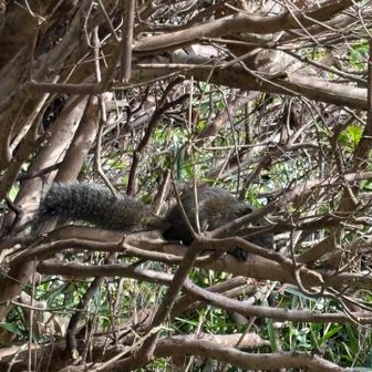 もう一匹、🐿️❗️ふさふさしっぽ