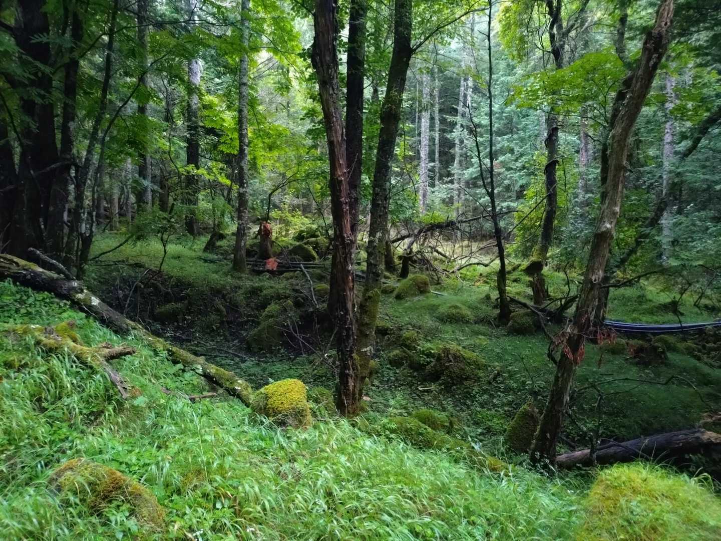 苔むした森が広がる🌳