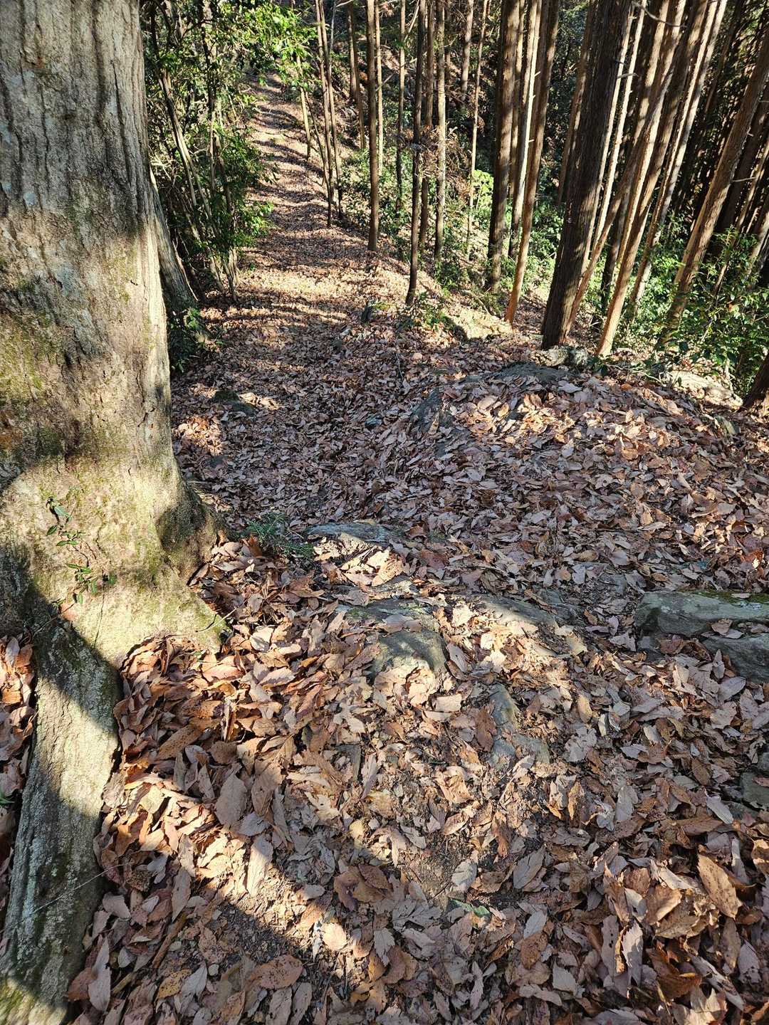 長岳-高明山-馬頭刈山 往復コースの写真