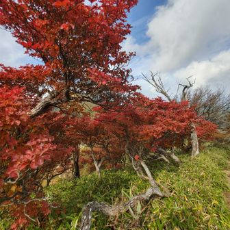 紅葉🍁キレイ。蛭ヶ岳って野薔薇と熊ん蜂居るけど、短パンのトレランお姉さんはだいじょうぶなんでしょうか？脚だけサイボーグ？🦿