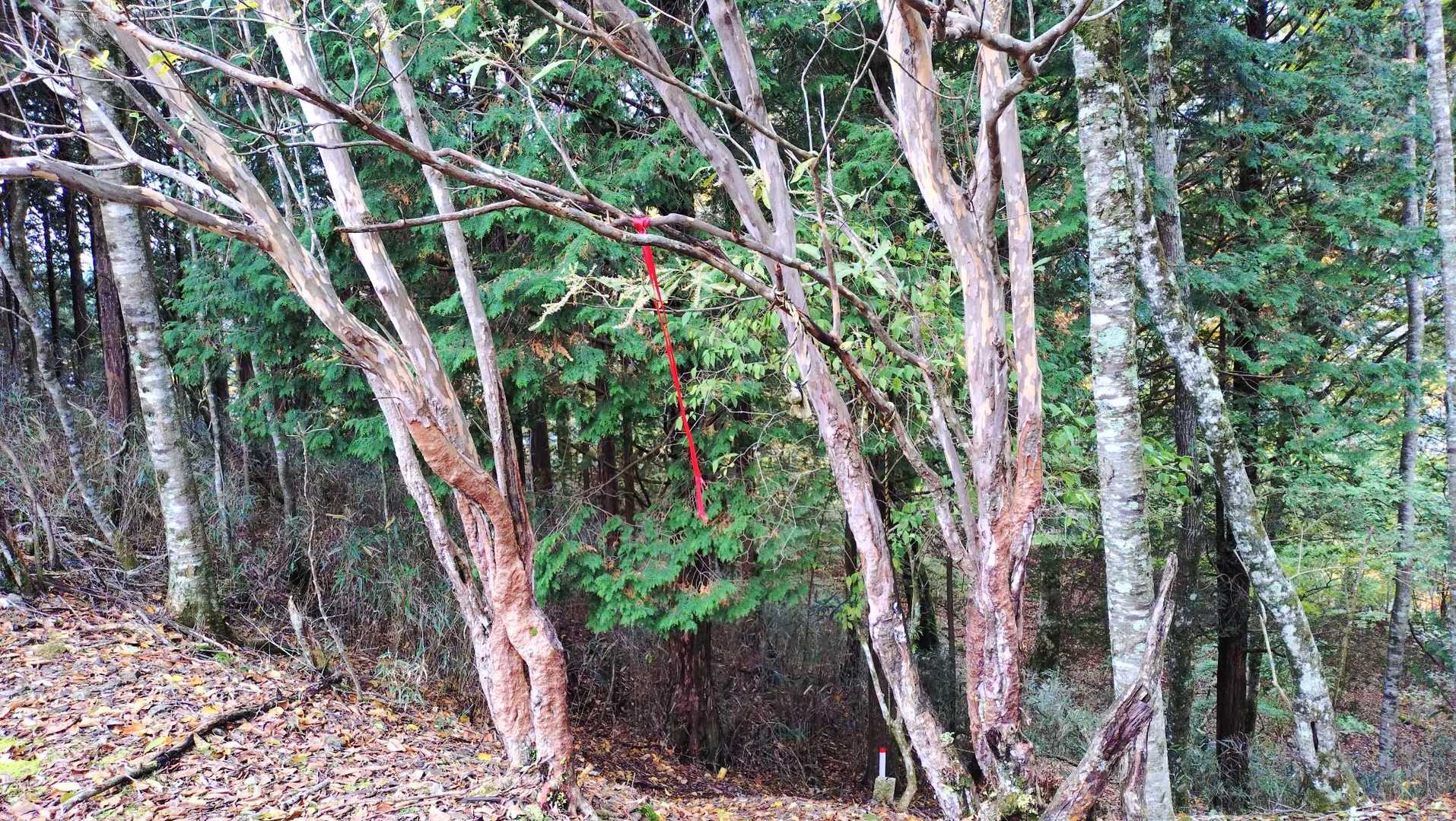 八紘嶺（梅ヶ島）の写真