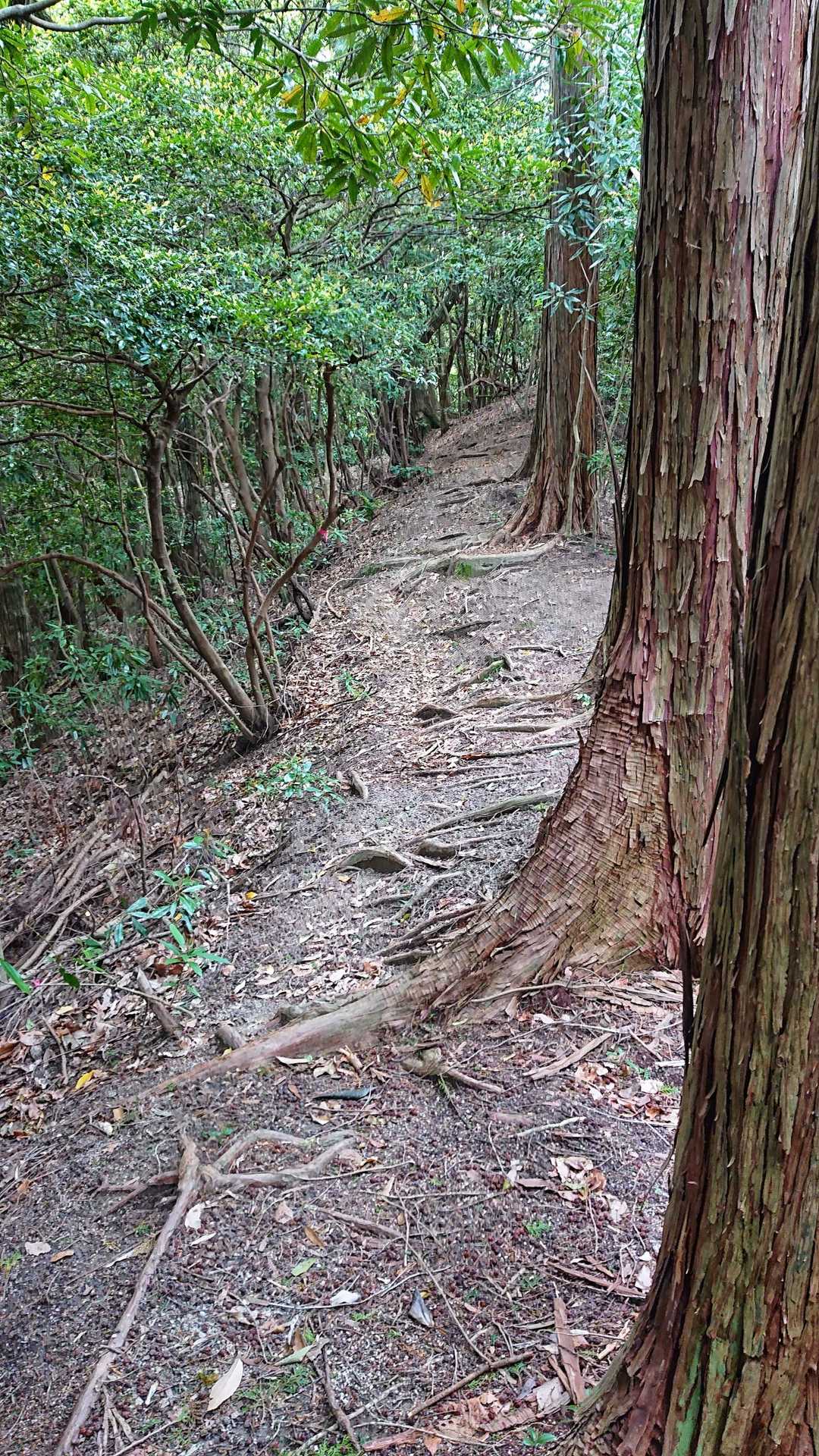 根っこにつまづくな！