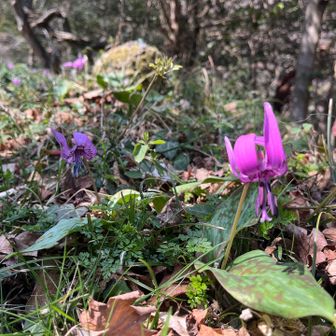 入口からカタクリたくさん咲いてます。ヤマブキやニリンソウも咲き始めました🌼

駐車場🅿️とても広くなりました。
トイレ前は満車でした。