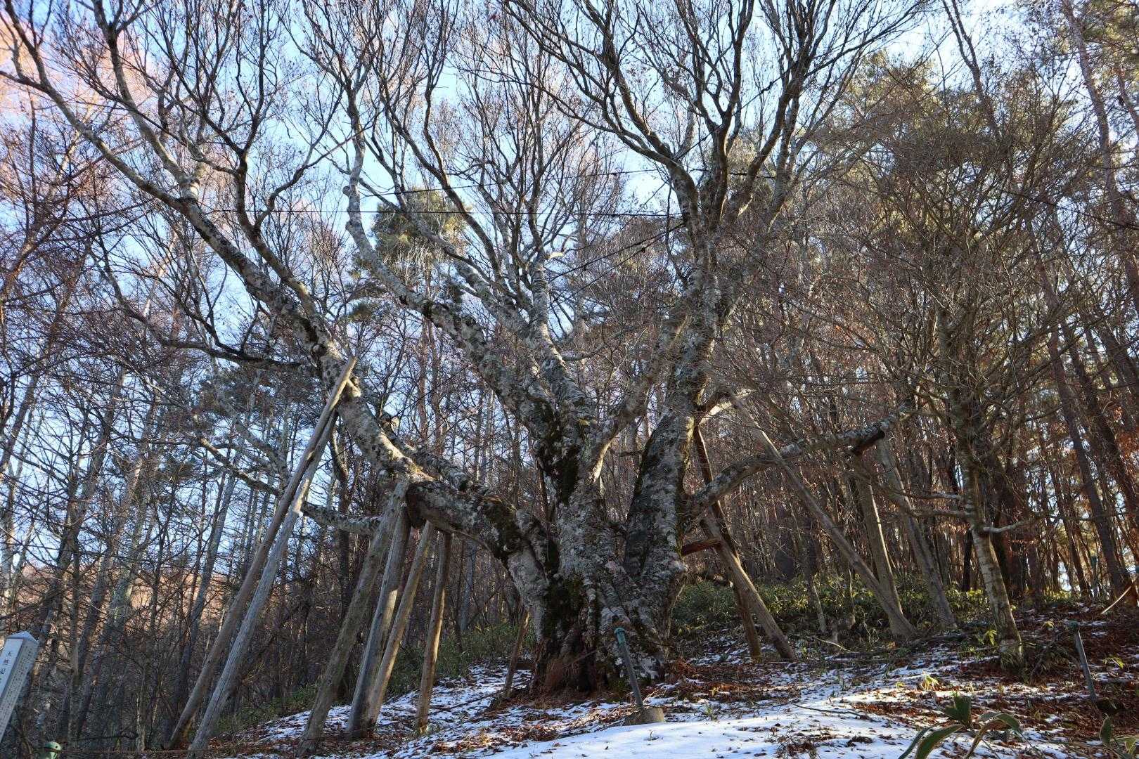 これが例の丸尾のぶな！
支援がすごい！