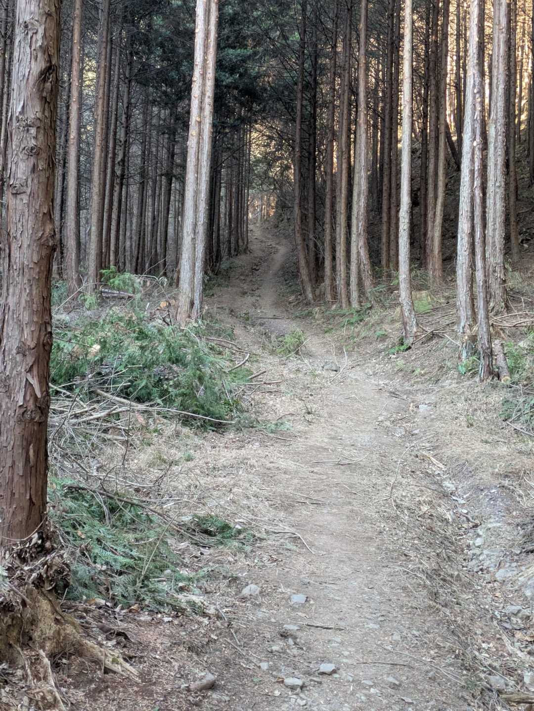 なだらかな道は少しだけ😆
先に見えてる登りからガッツリ登って行きます