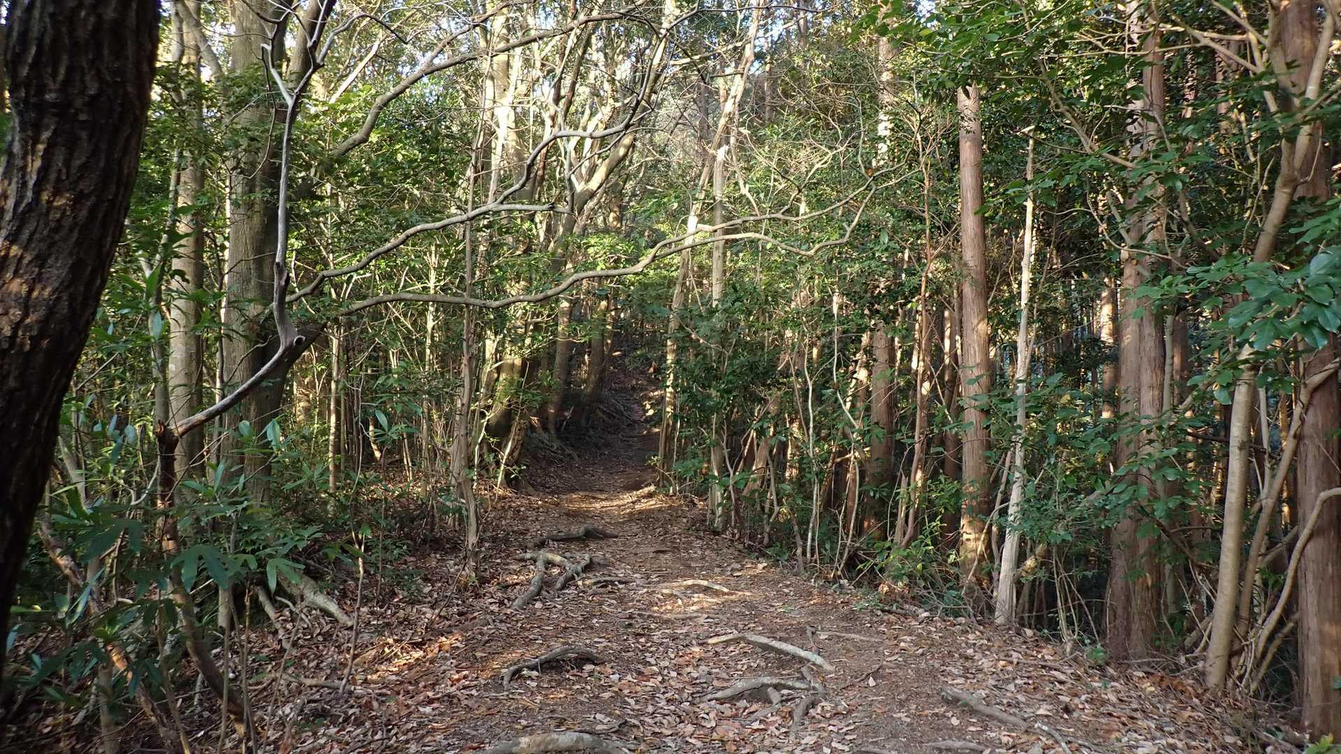 登山道らしくなってきて