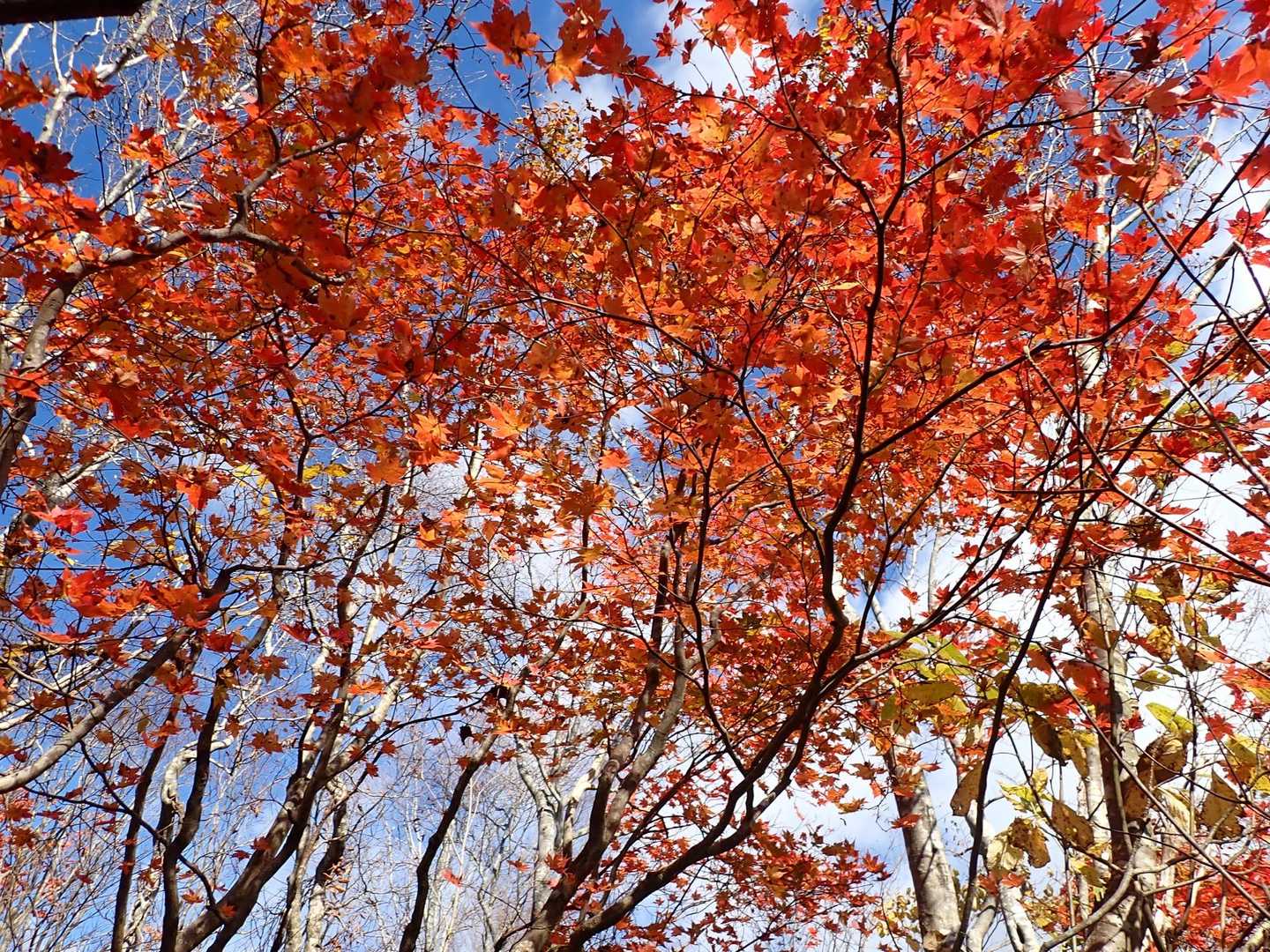山頂稜線には紅葉が残る
