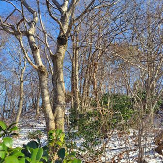 木々もスッカリ落葉🍂冬支度