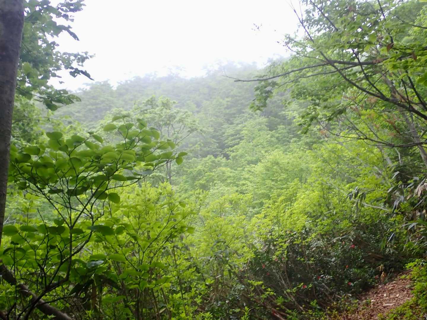 唐堀山 往復コースの写真