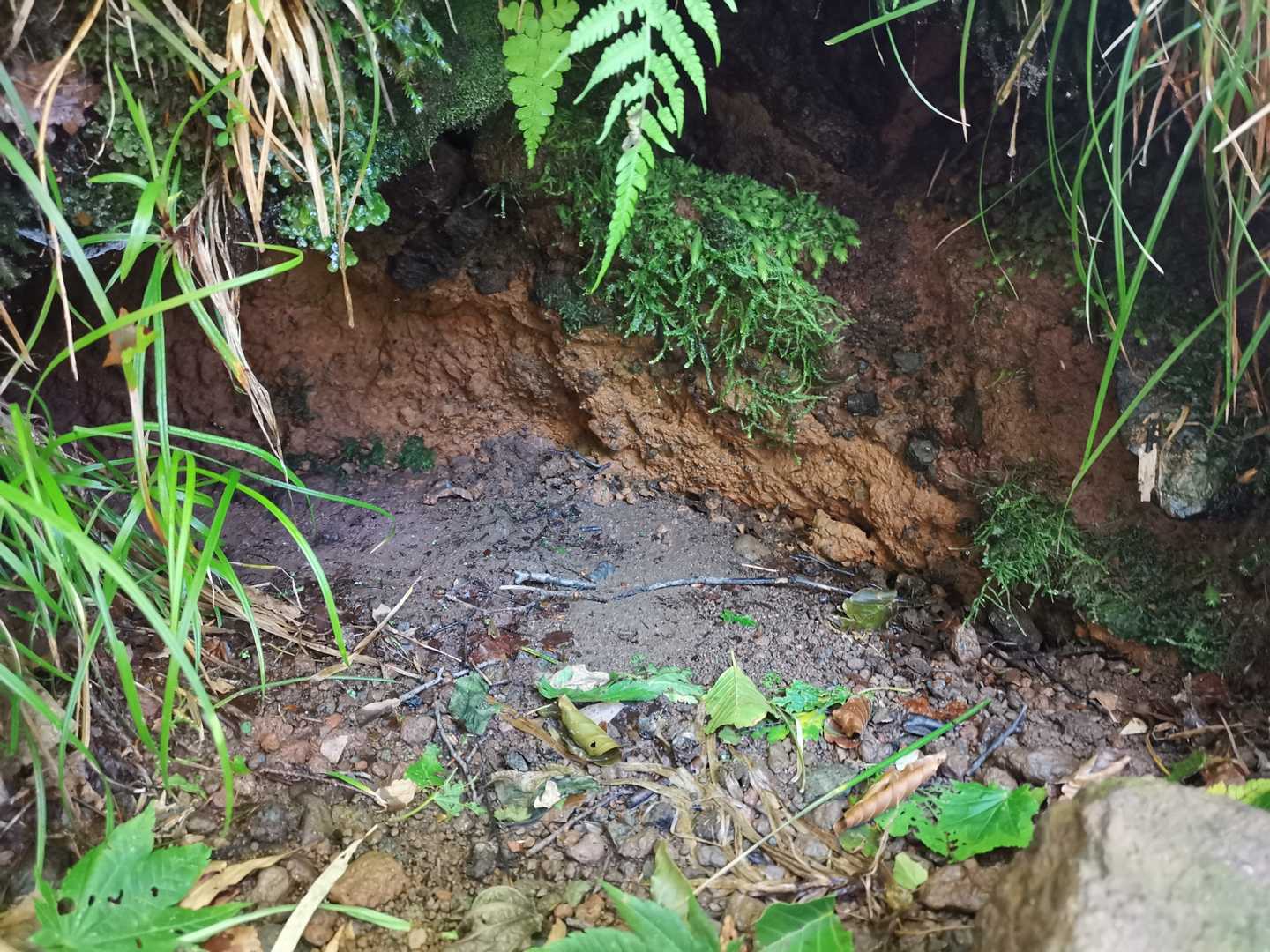 水呑場は枯れています。