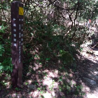 森林管理道分岐。この管理道はほとんど管理手入れされて無く、利用する人もほとんどおらず、西お多福山分岐に出られるのでたまに利用してましたが、倒木多く藪泳ぎ通行困難で歩行断念しました
