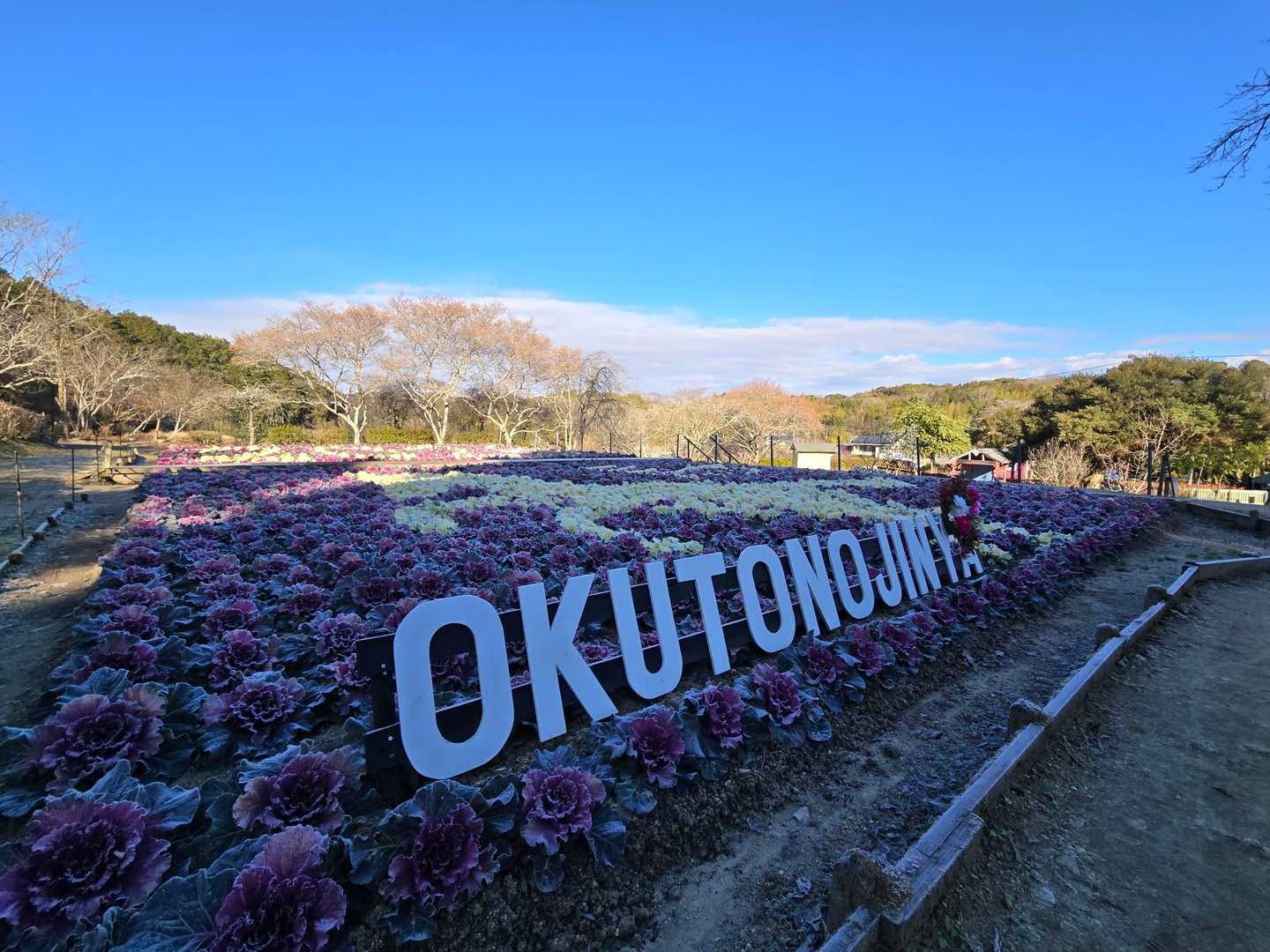 まだ葉ボタンも霜が降りていて、食べたらシャリシャリ言いそうな感じ✨