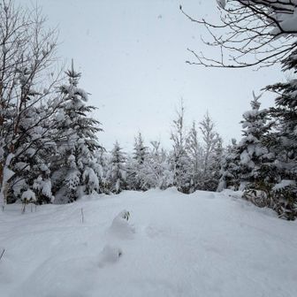 また木が生い茂ったから右に迂回して登ります🔄