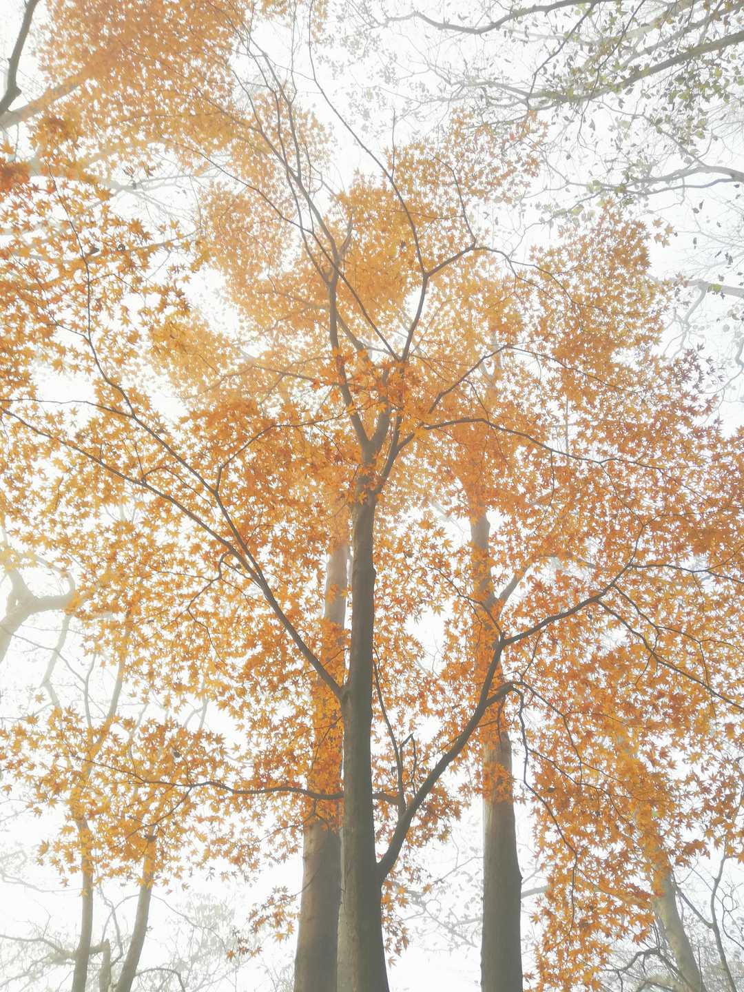 残り僅かな紅葉には霧がかかって雰囲気あります