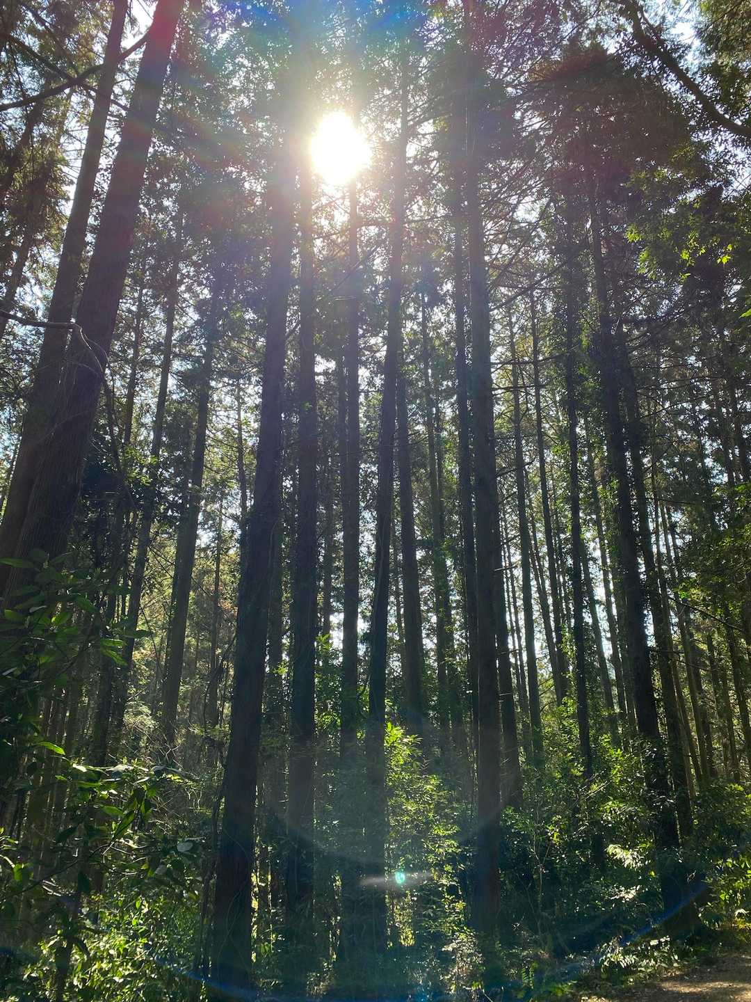 木漏れ日の中、今日も気持ちよく歩いていたら、
この後、大きな木の枝に足が絡まり、
派手に転んで膝を負傷😭😭😭痛い…