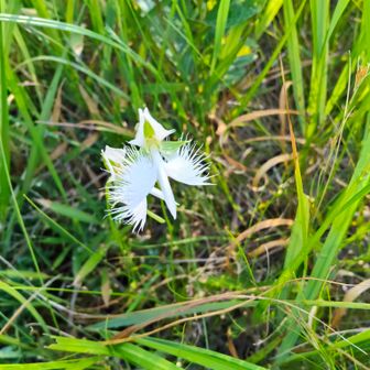 湿原に咲くサギソウ綺麗です