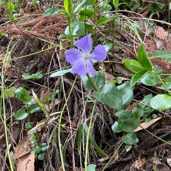 観音茶屋の手前でいつものように咲いてました🤭