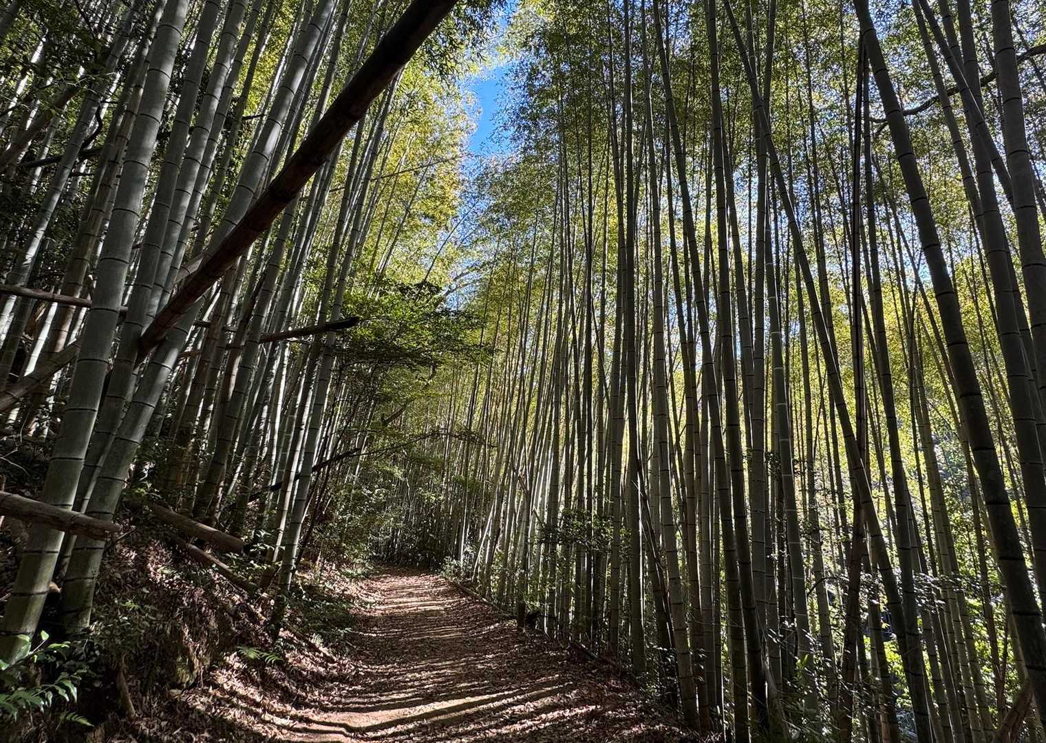 万灯山 往復コースの写真