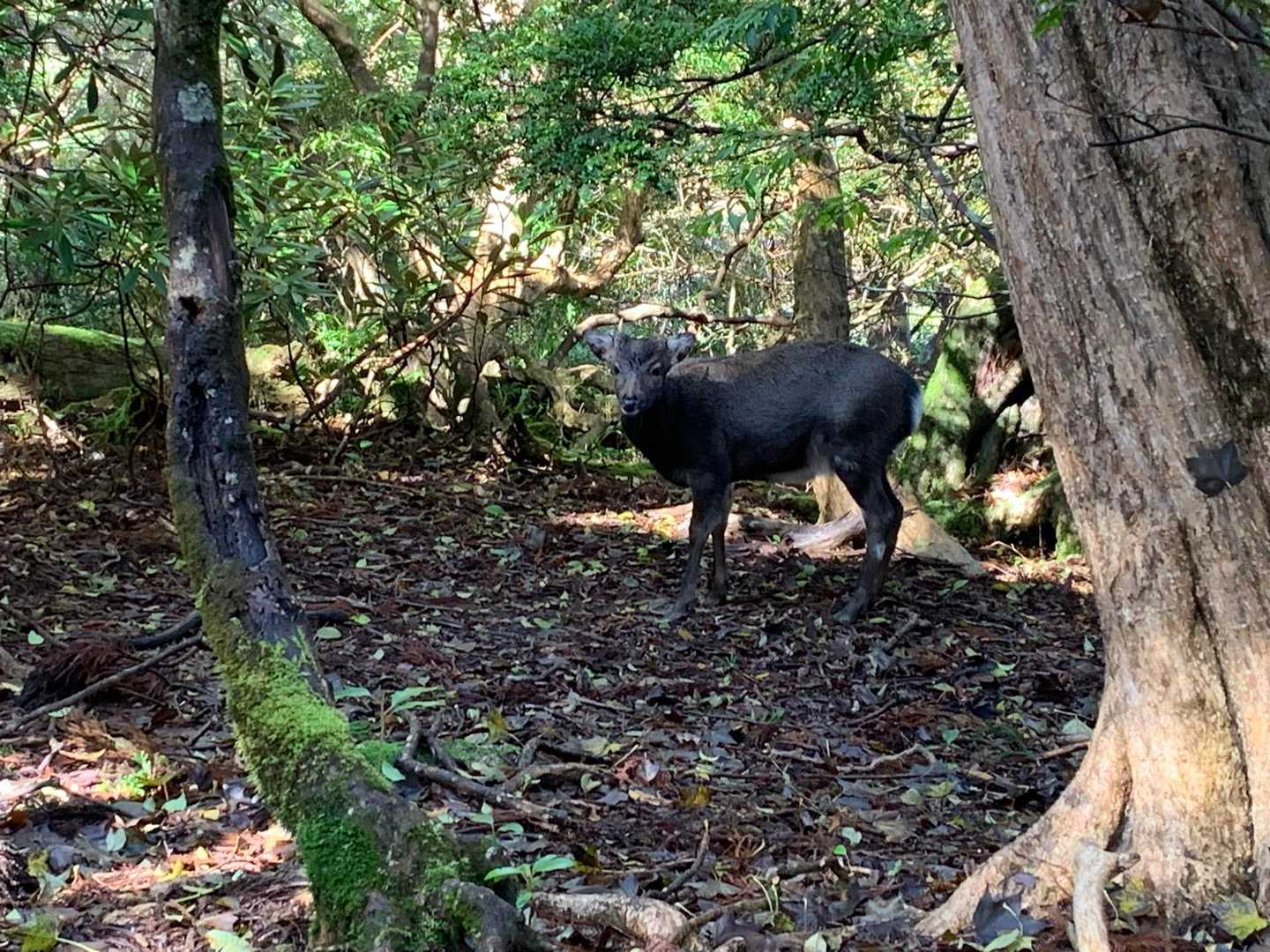 新高塚小屋戻って、パッキングして歩き出したらヤク鹿ちゃんが目の前に現れ出た〜