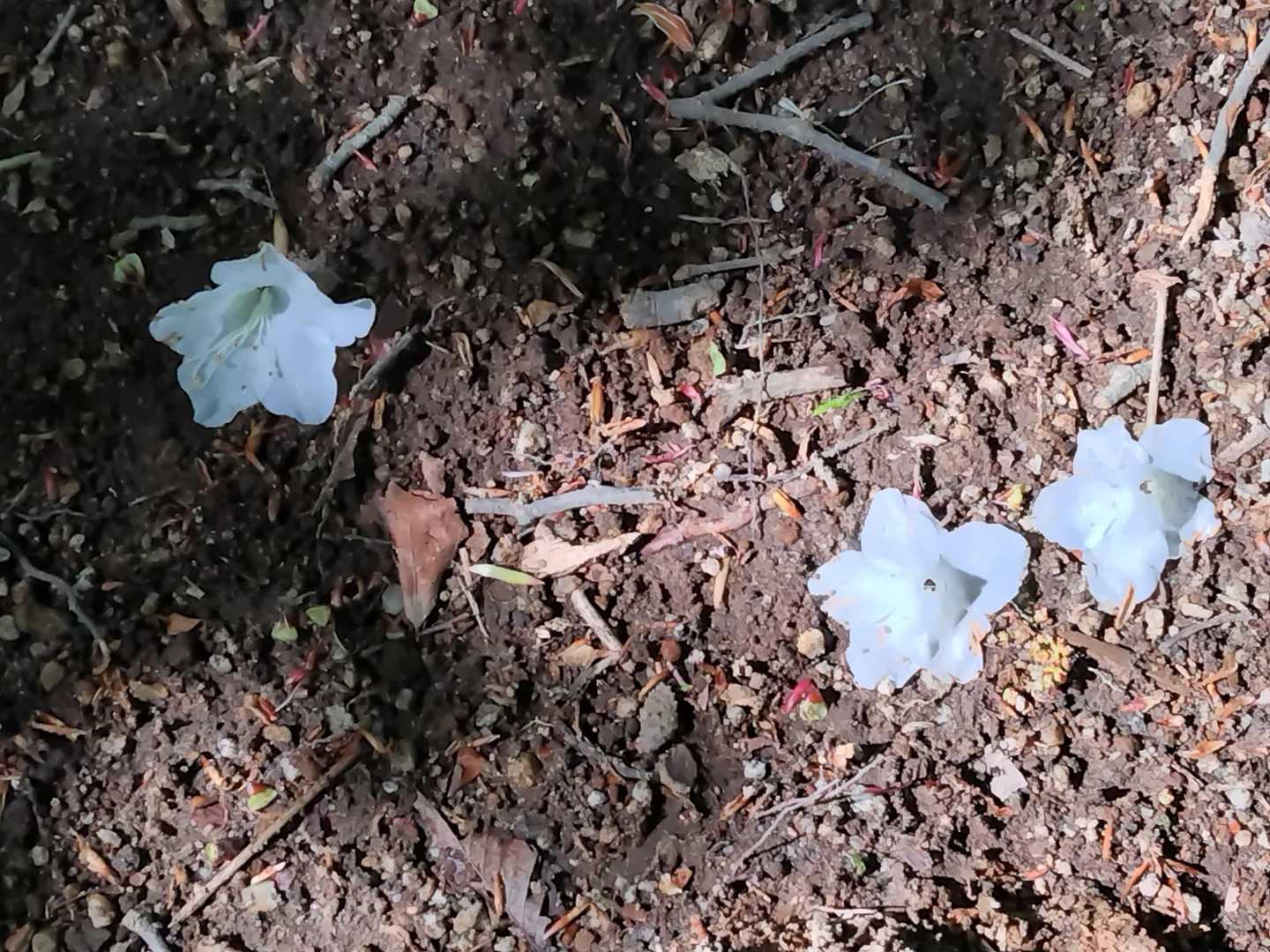 今年は落ちてるお花も少しだけ