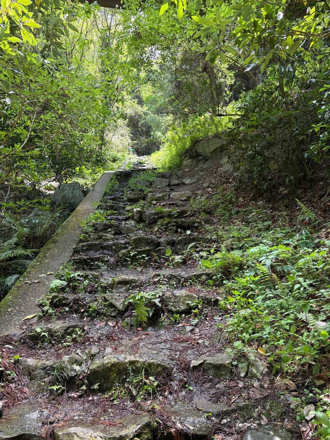 勾配のある住宅街をすぎるとやっと山道
こんな階段が多かったです😩
そして、昨日の大雨で登山道はドロドロ😥
川の様に水が流れているところもあり💦