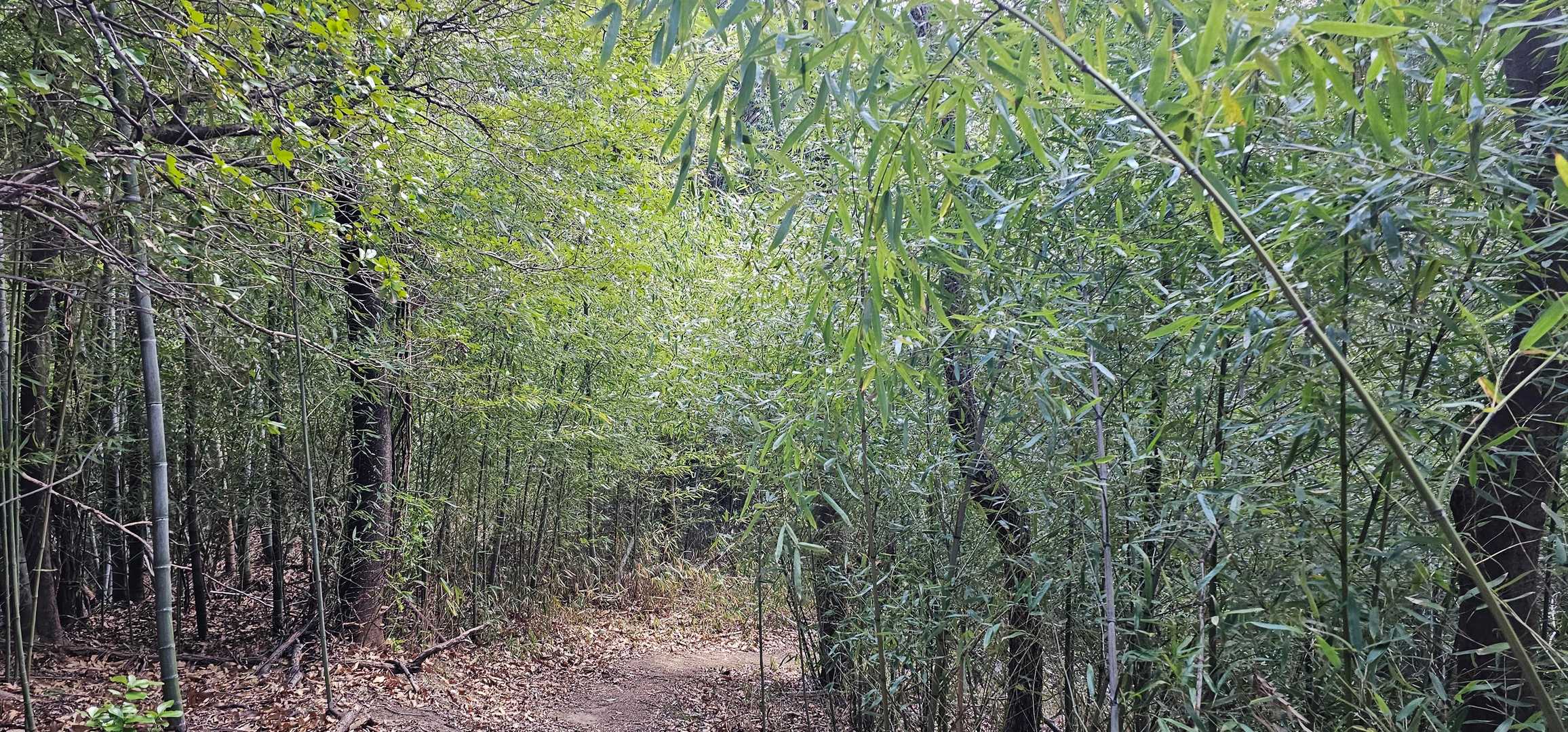 風情のある笹林を下る