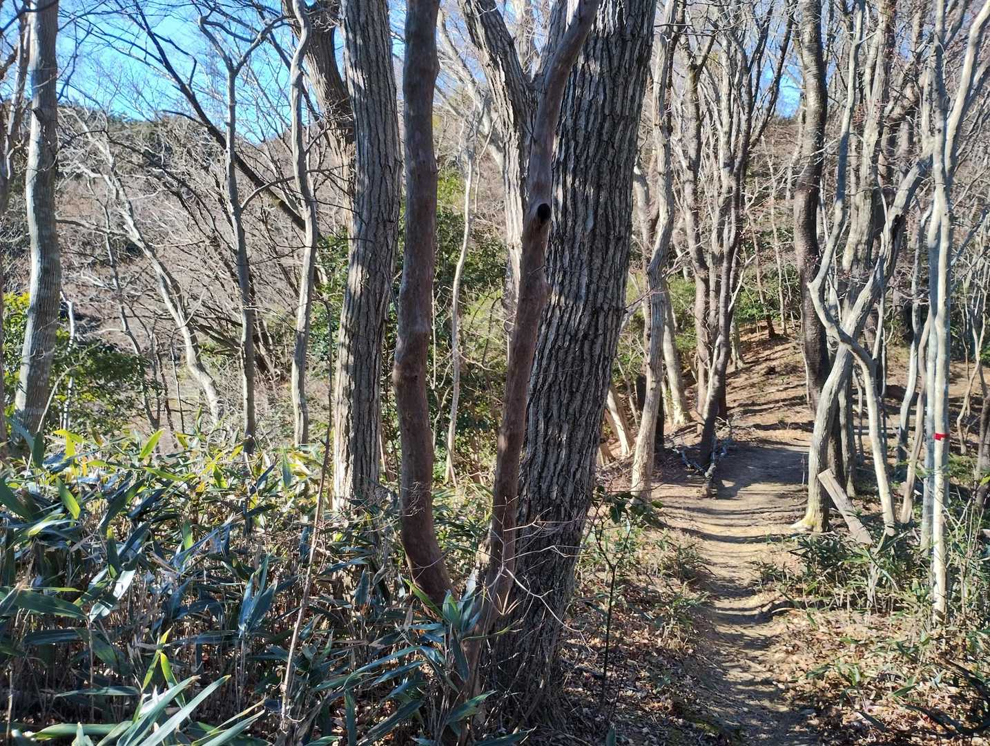 金山岳までは快適な稜線歩きになります🎉