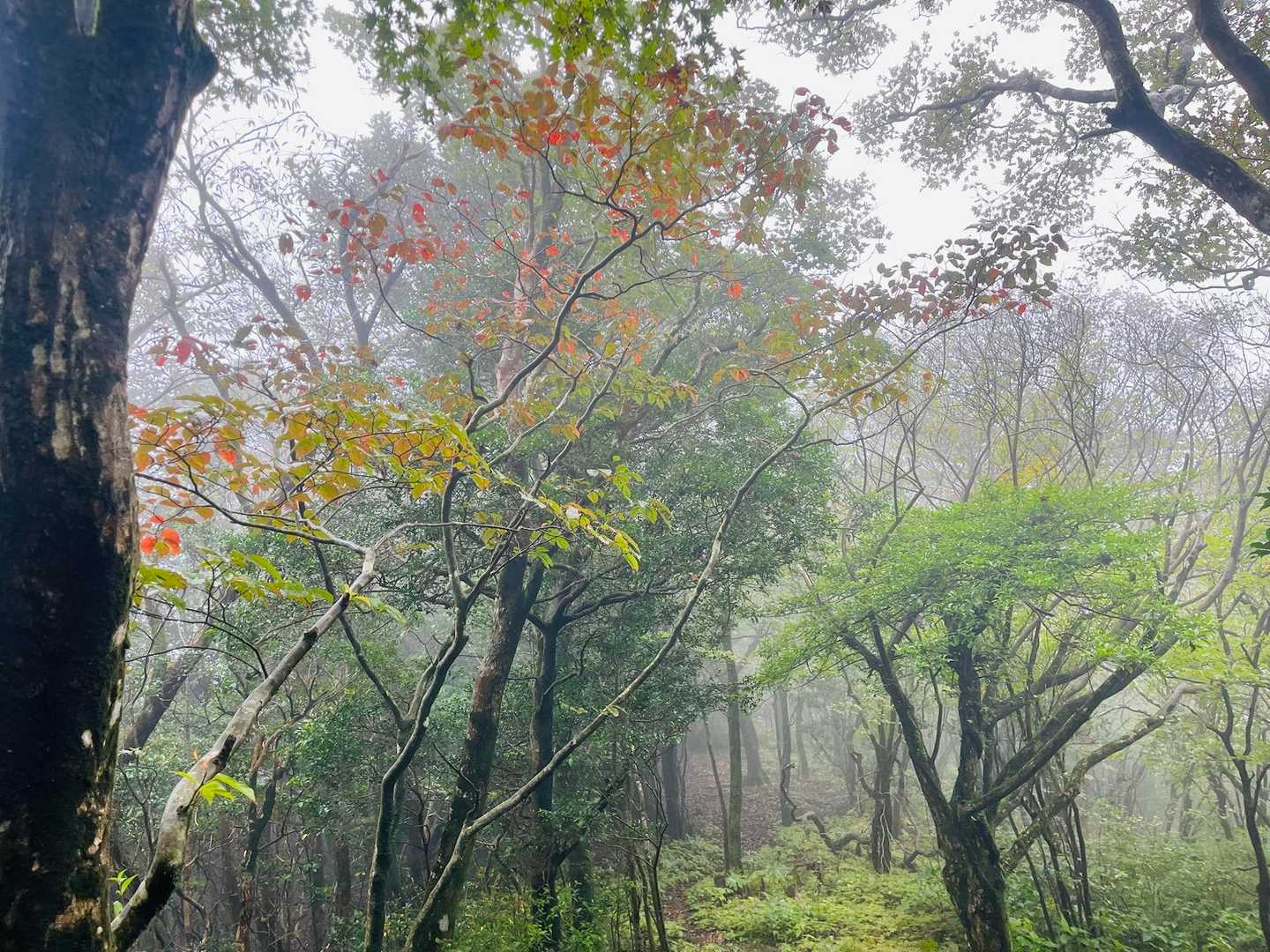 去年来たのは10/21、その時は結構ここらは紅葉がきれいだったけど、今年はまだまだ。