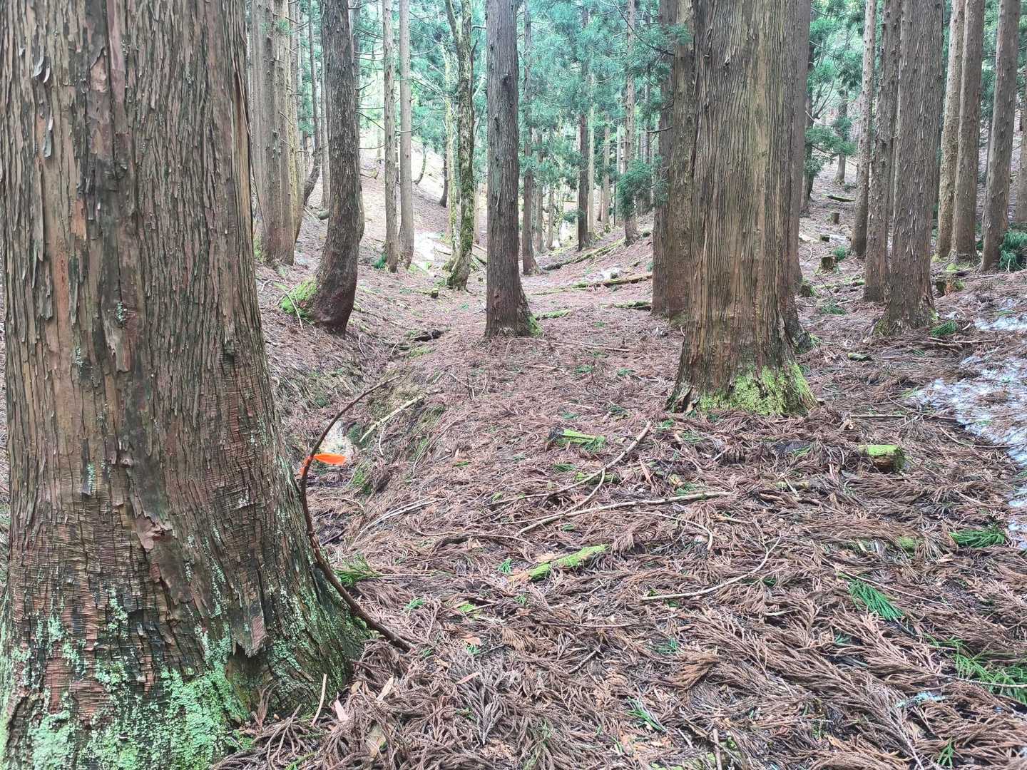 ピンテ見落とさないでね