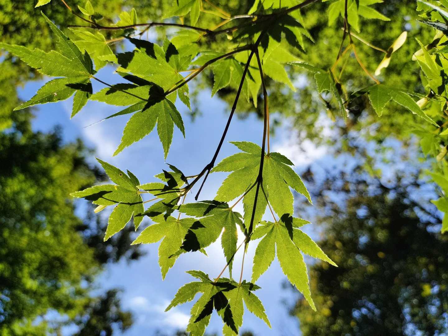今年の暑さは異常だよね〜🥵
去年も異常って言ってたよね〜🥵
来年は異常以上の異常なんか⁉️😱

モミジが紅葉する頃には涼しくなるんだよね❓️🤔