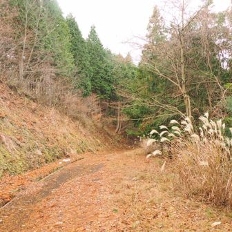 林道を下ります