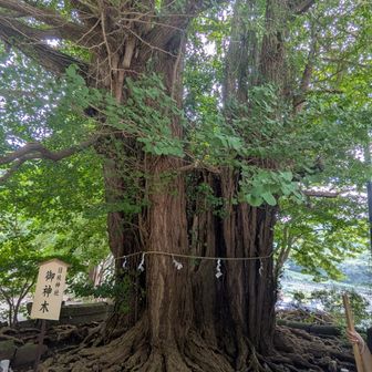 日枝神社　御神木（銀杏）