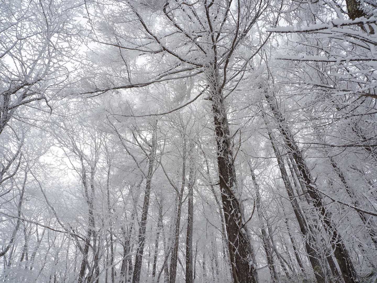 三和峠-風越-聖峠-聖山 往復コースの写真