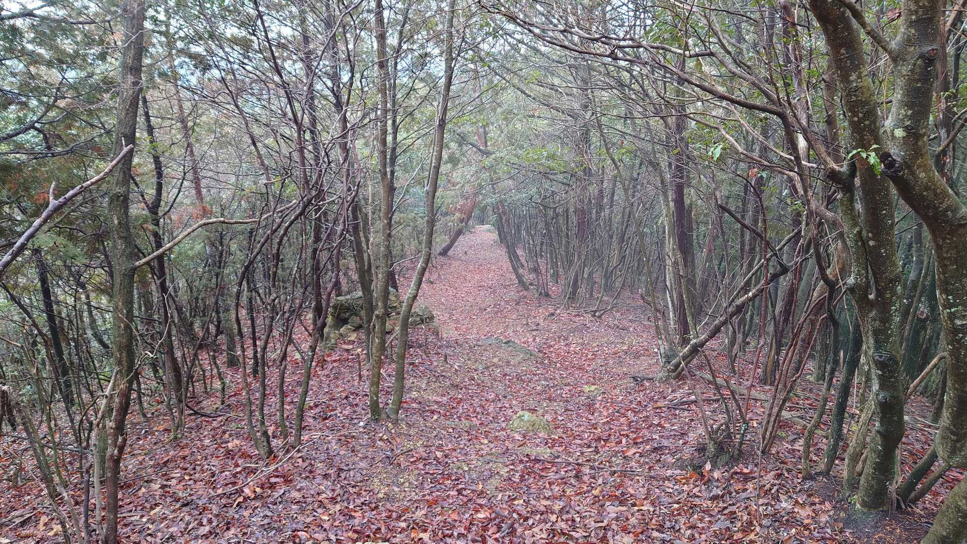 そのまま尾根伝いで南側に下ってみます。