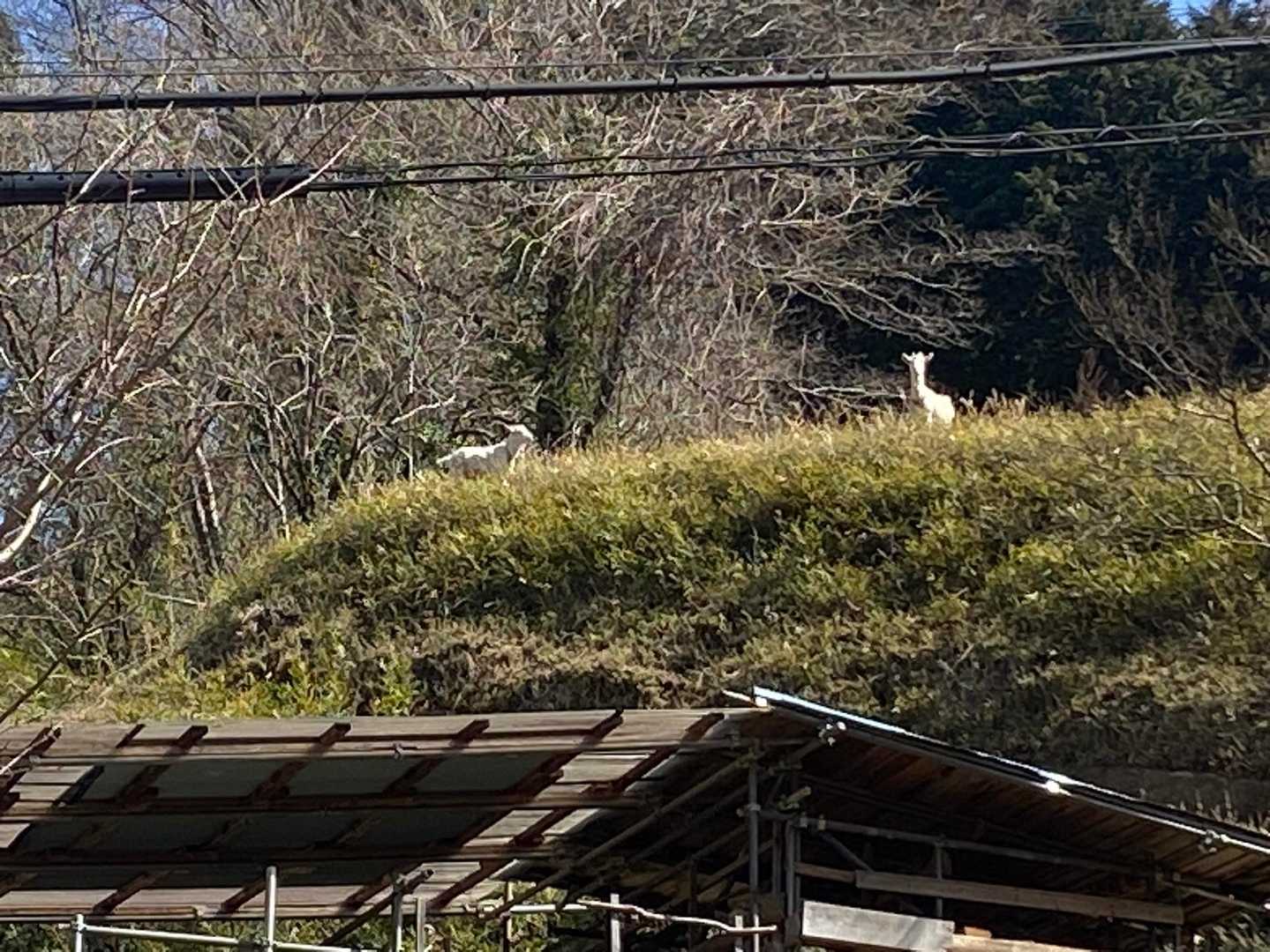 ヤギさん🐐❣️