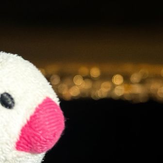 夜景より、鳥より