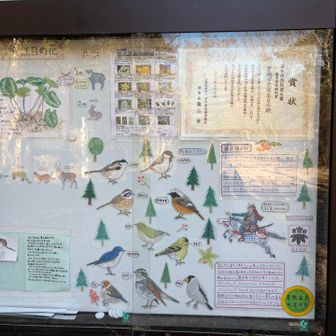 下山時に、木をつつく音がしていました。この中に音の主がいたのかも。