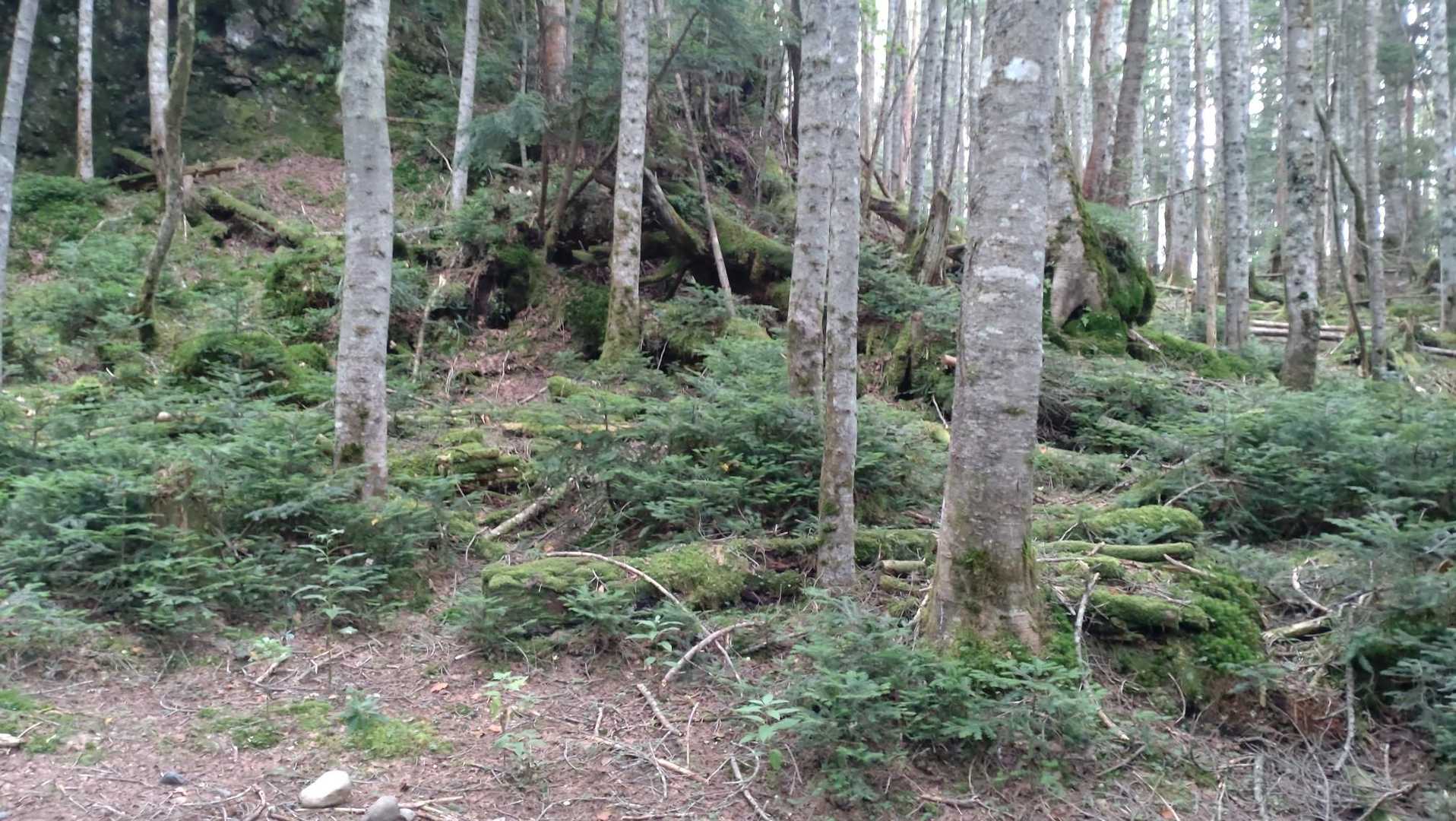 はじめのうちは整備された緩やかな道。