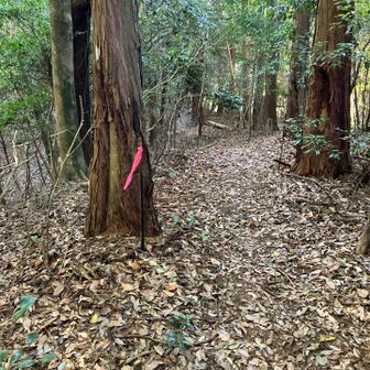 随分助けられたけど、地籍調査のリボンです。