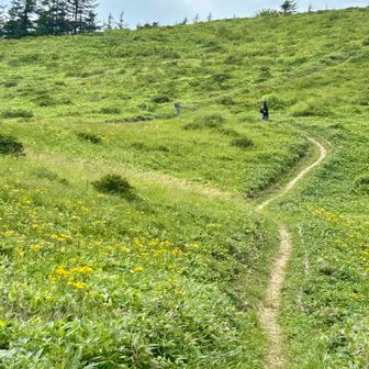武石峰の麓はお花畑