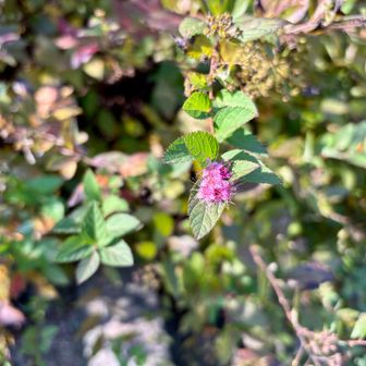 1輪だけ残ってましたよ。