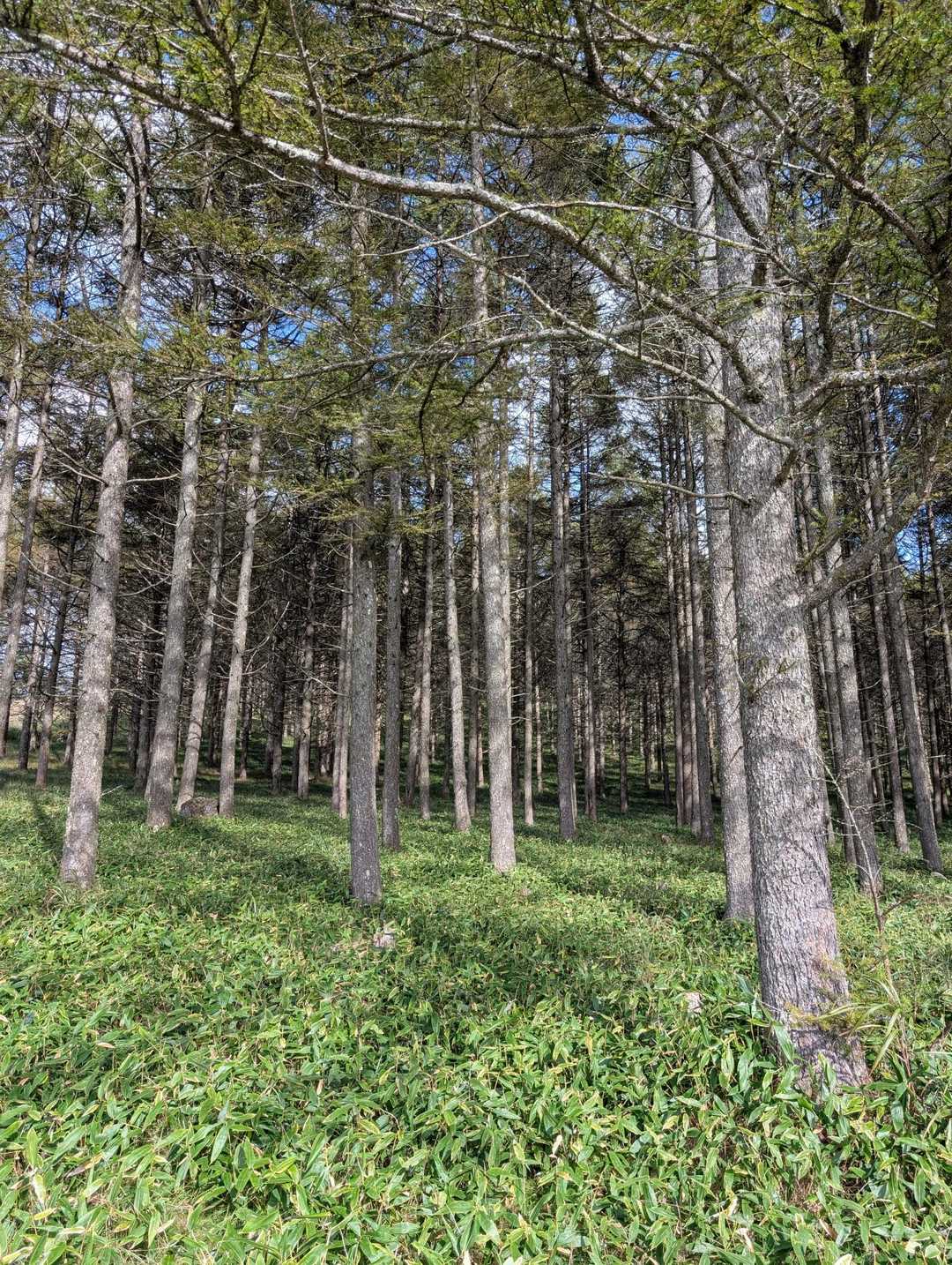 八島湿原バス停-八島湿原入口-霧ヶ峰湿原植物群落-男女倉山 周回コースの写真