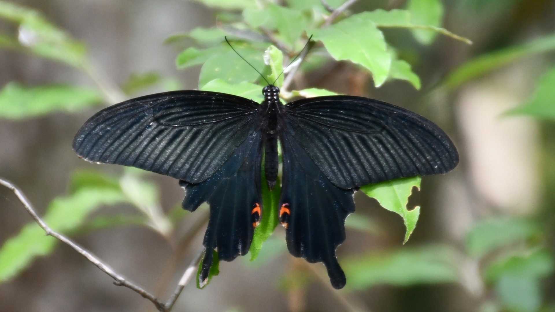 黒揚羽
羽を広げる　木陰かな