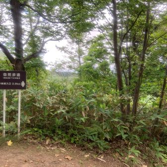 T6分岐まできました
こばやし峠からはやはり30分くらいかな⏳
変わらんね😅