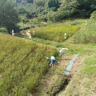 キャンピーだいとうに来ました。施設入口前の田んぼに案山子がいっぱい。